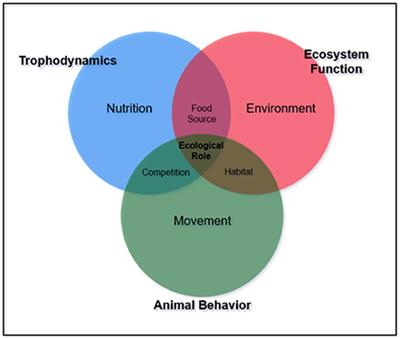 Trophodynamics as a Tool for Understanding Coral Reef Ecosystems